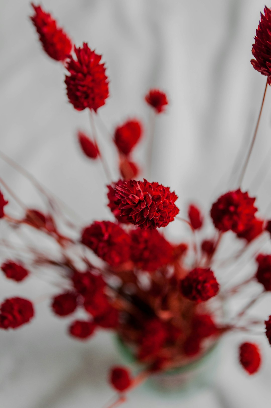 red and white flowers in tilt shift lens