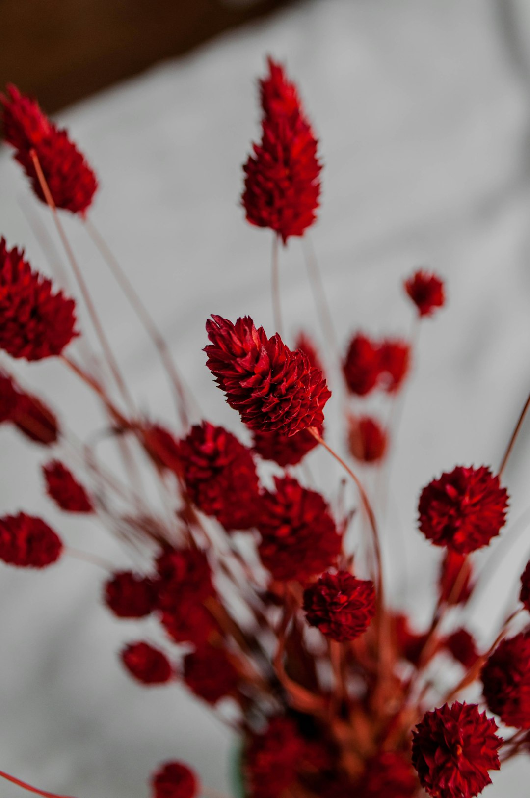 red flowers in tilt shift lens