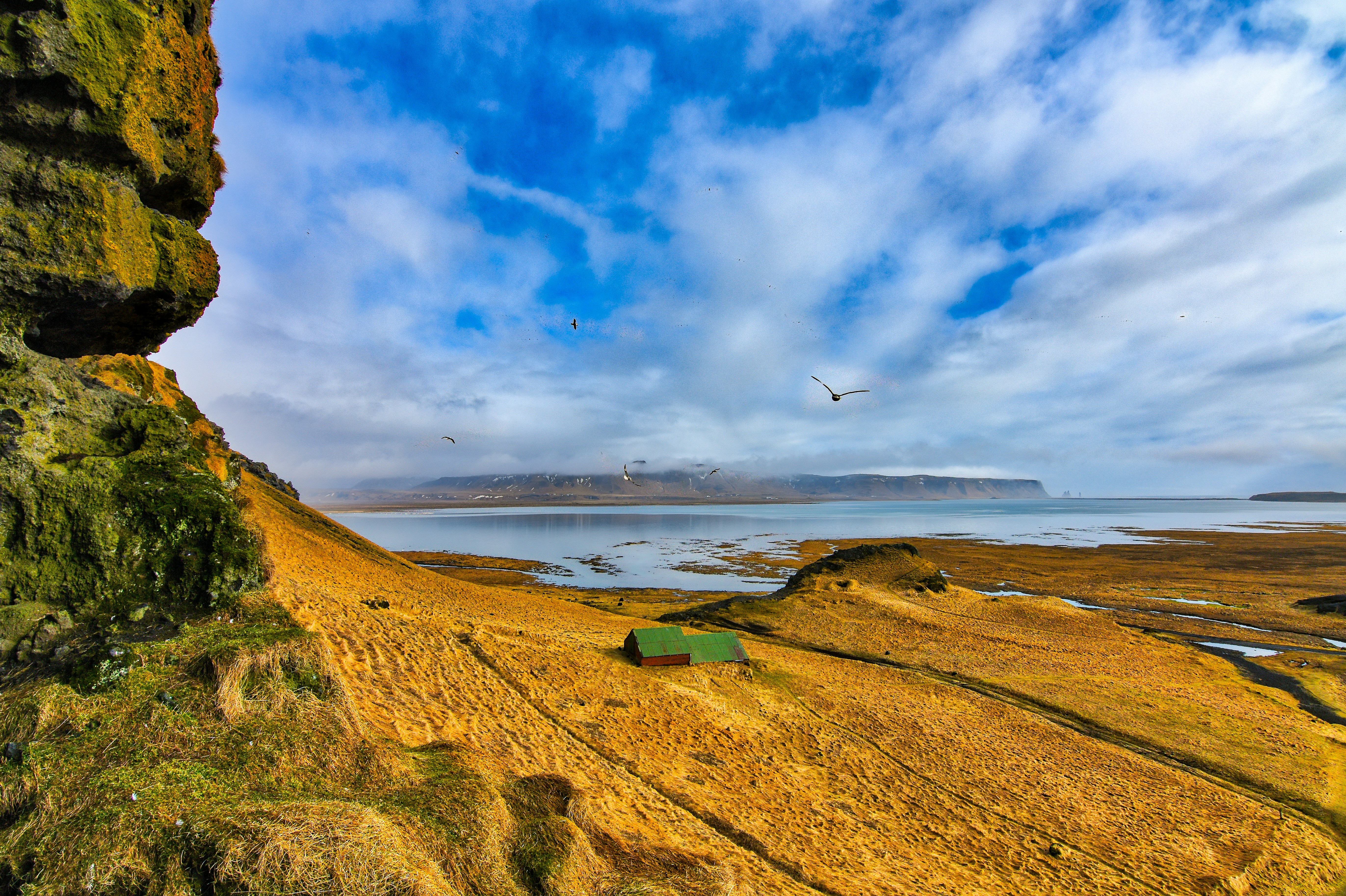 birds flying over the sea during daytime, 