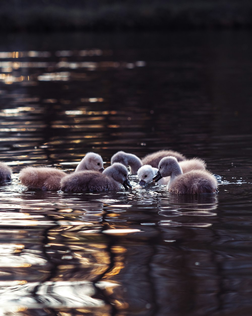 group of white and gray duck on water