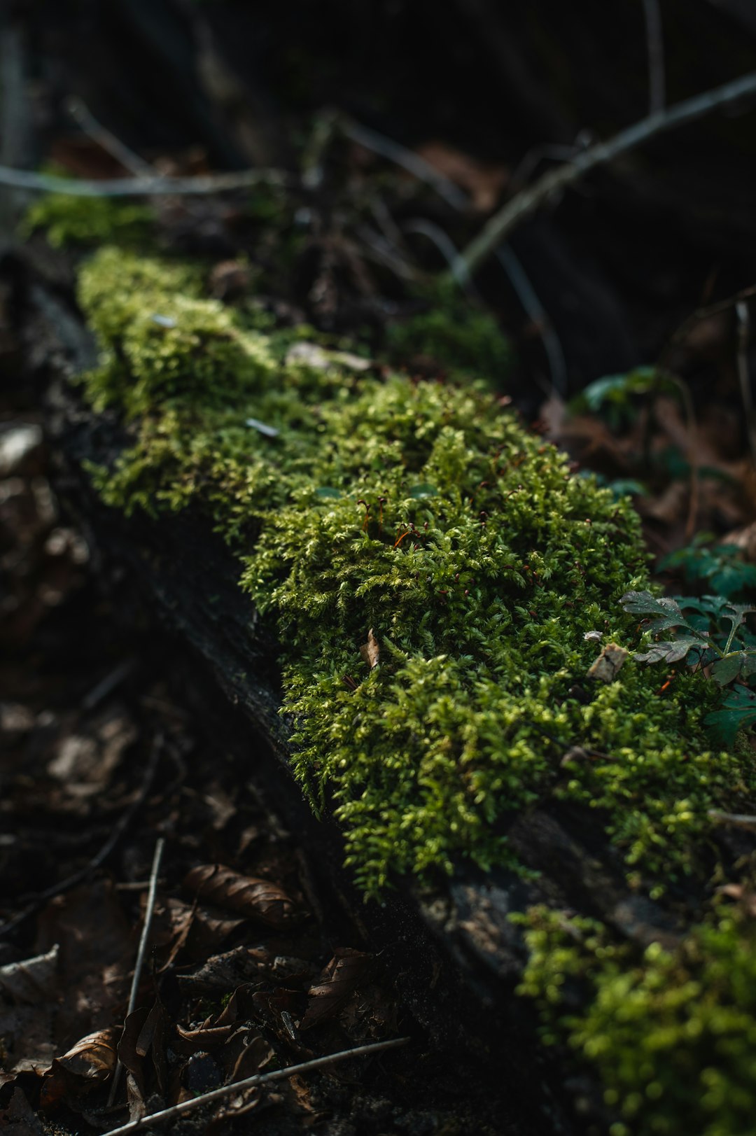 green moss on brown tree trunk