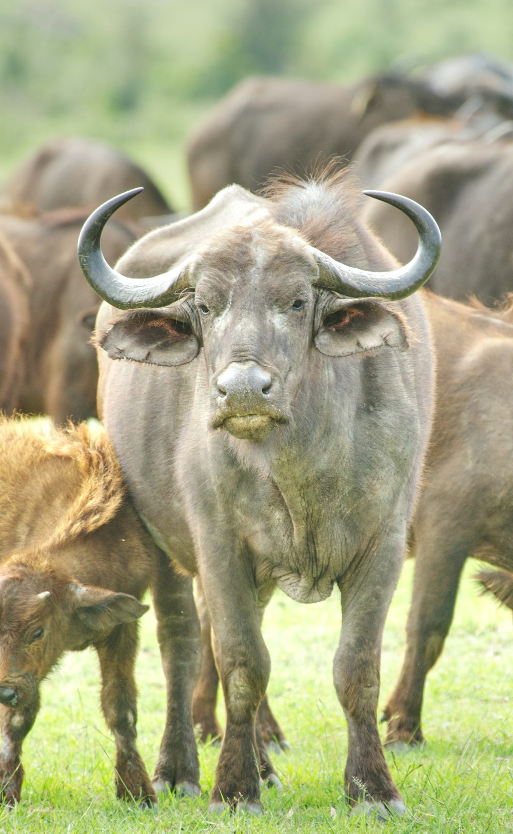 búfalo de água preta no campo de grama verde durante o dia