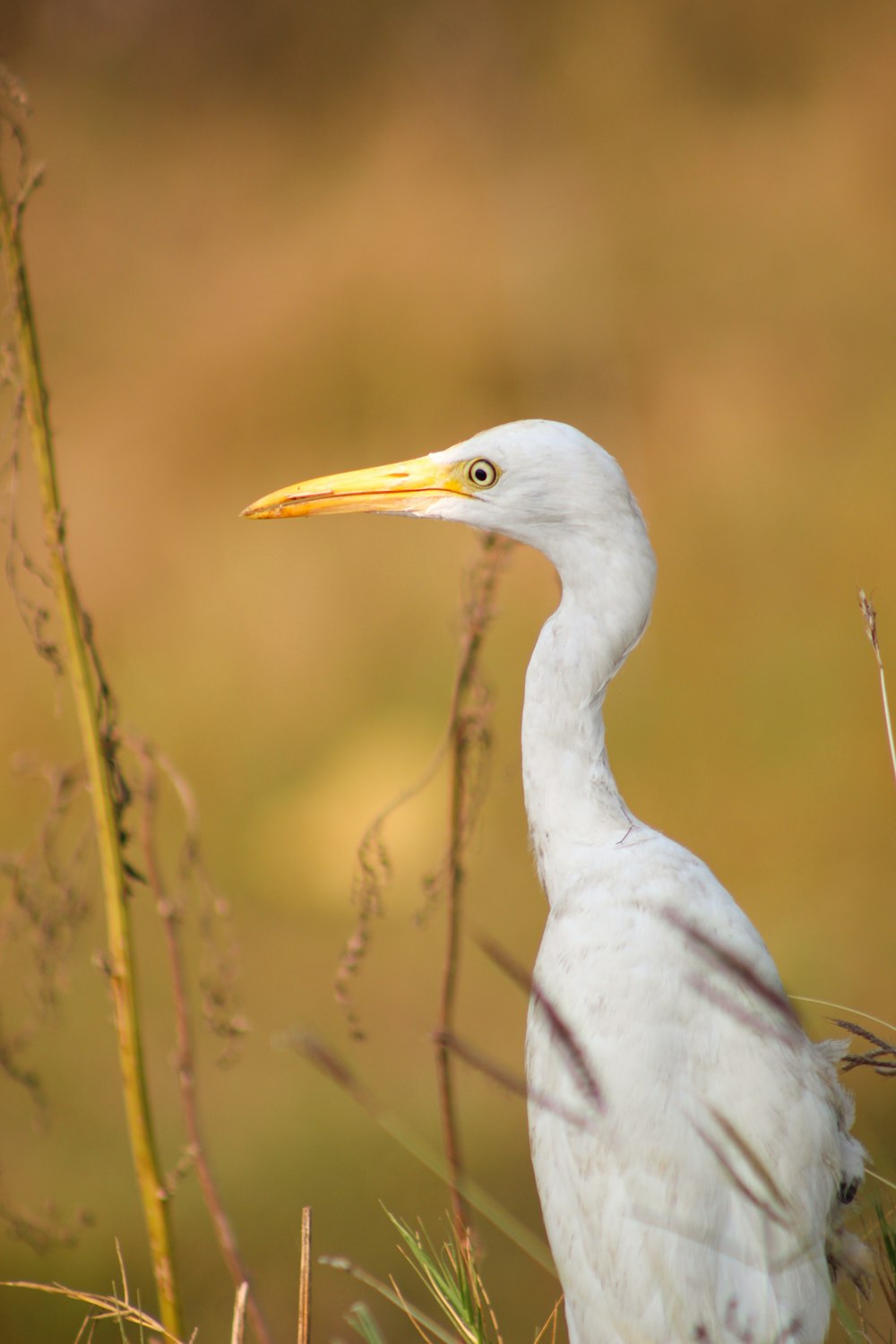 white bird on brown grass during daytime