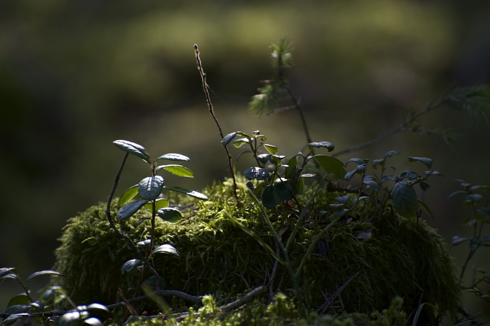 green plant on green grass during daytime