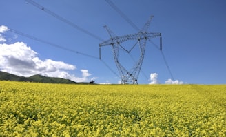 yellow flower field under blue sky during daytime
