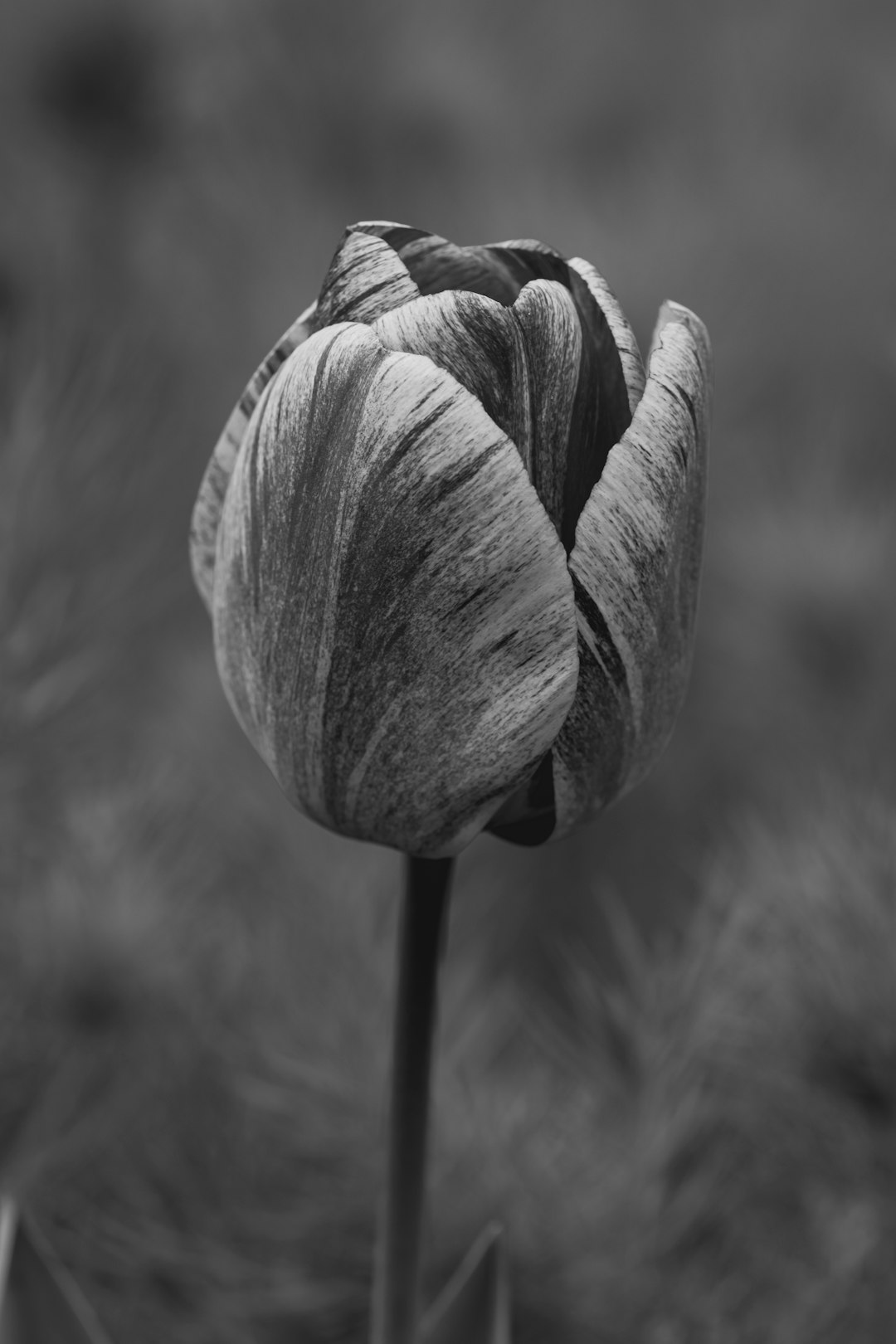 gray scale photo of flower