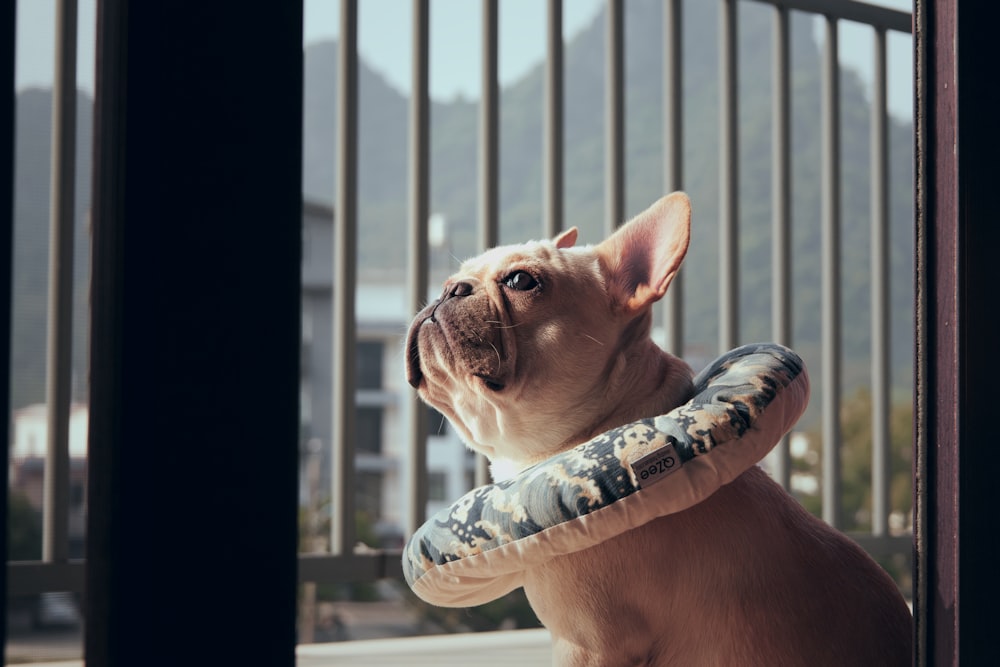 brown short coated dog wearing white and blue scarf