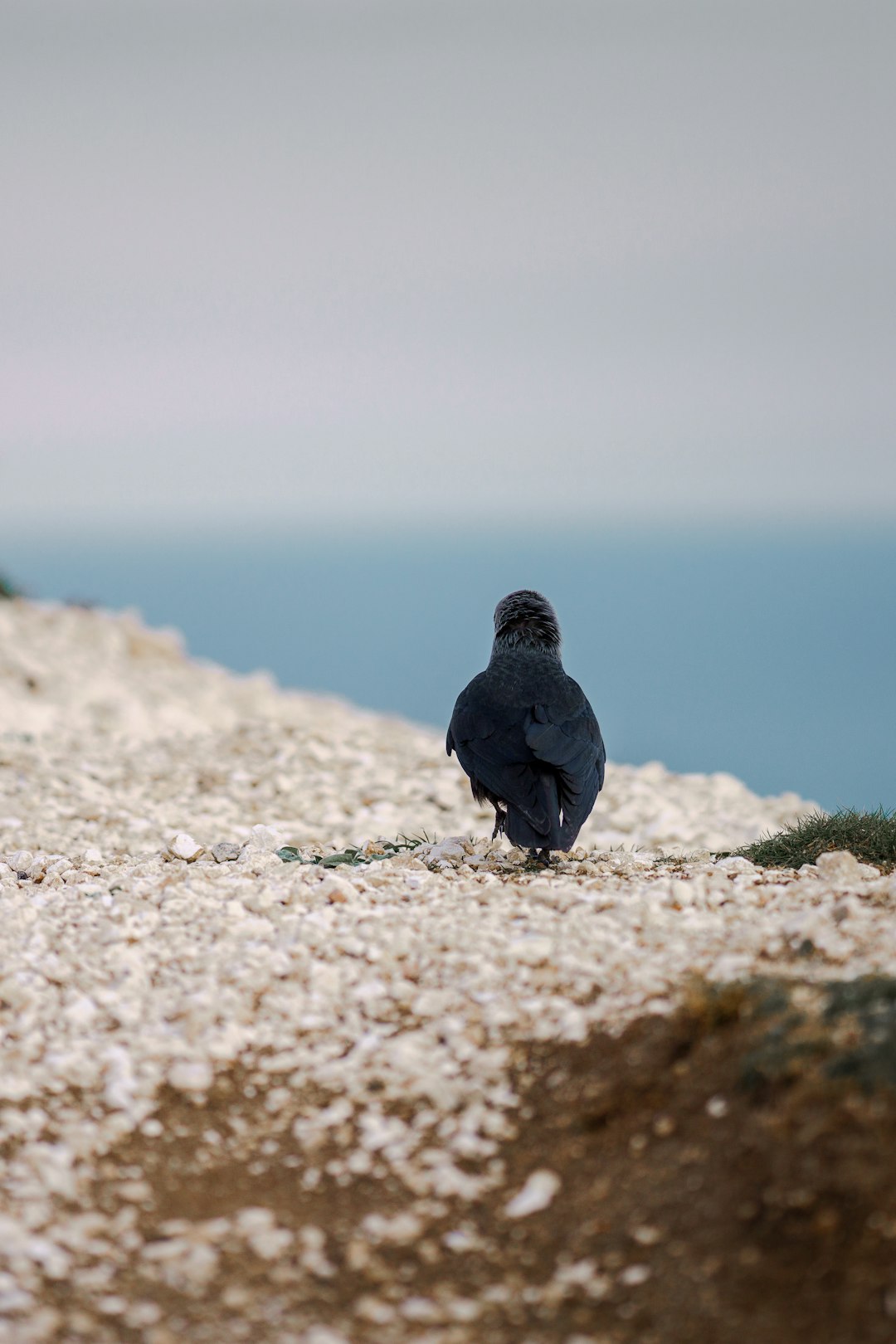 black bird on brown rock during daytime