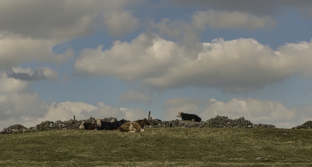 gregge di pecore sul campo di erba verde sotto il cielo nuvoloso durante il giorno