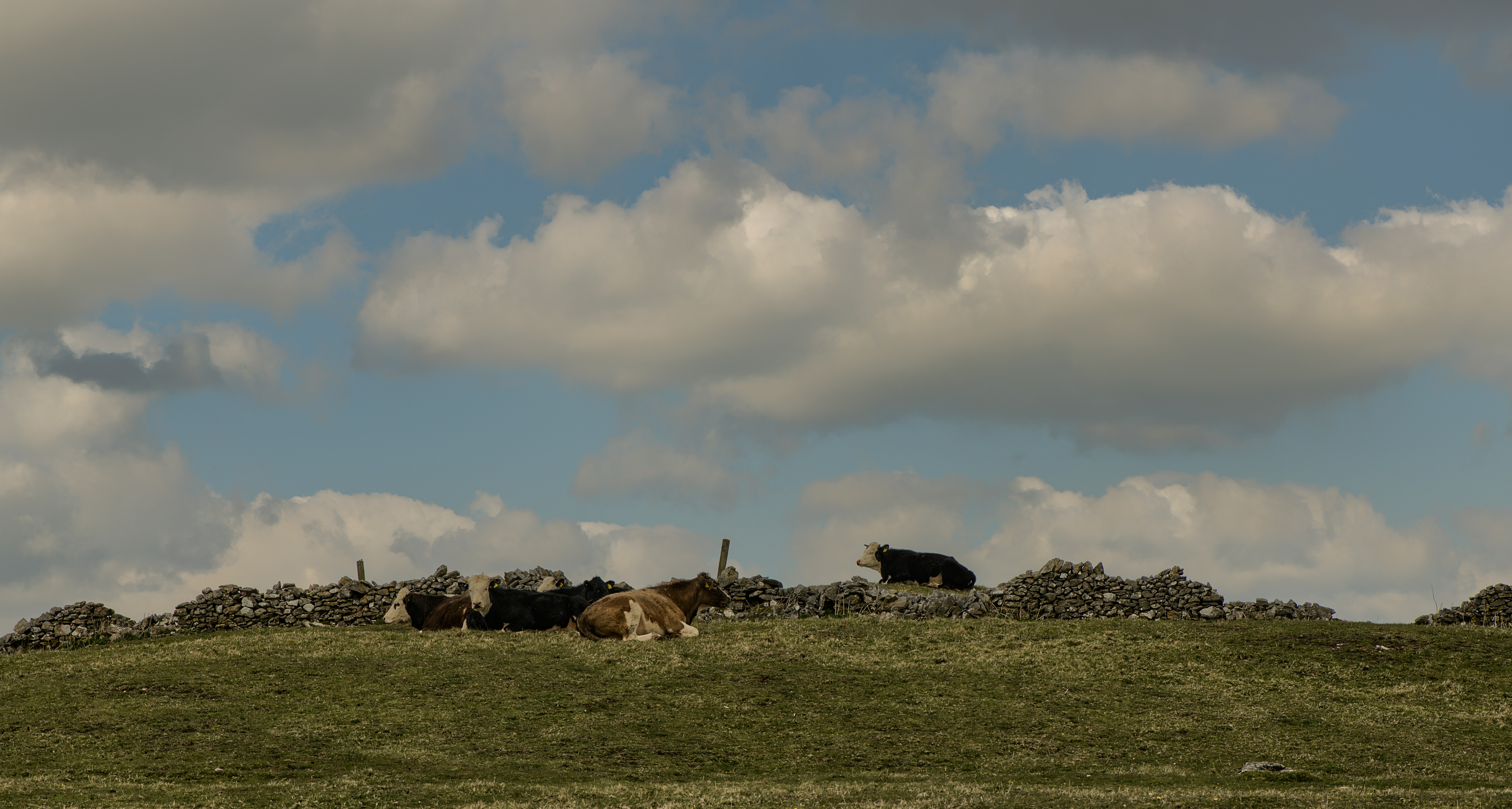 herd of sheep on green grass field under cloudy sky during daytime