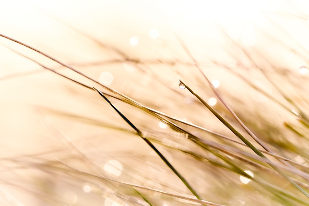 brown grass in close up photography