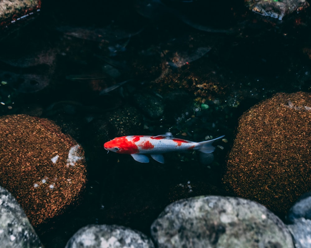 red and white fish on water