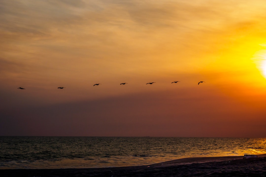 birds flying over the sea during sunset