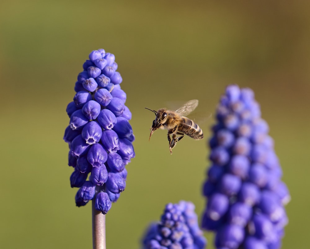 brown and black bee on blue flower