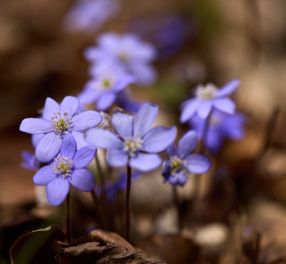 fleur violette dans une lentille à bascule