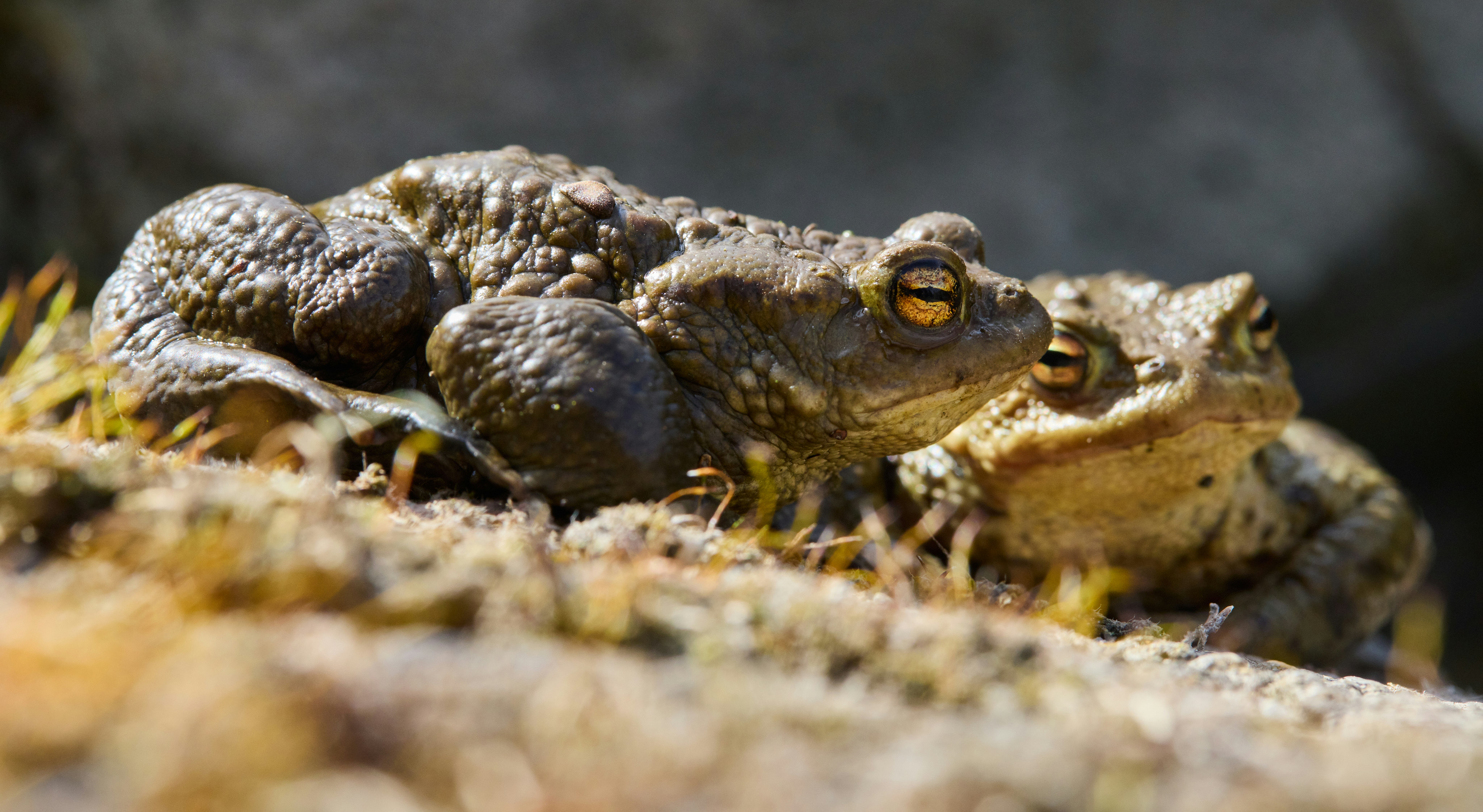 brown frog on brown soil