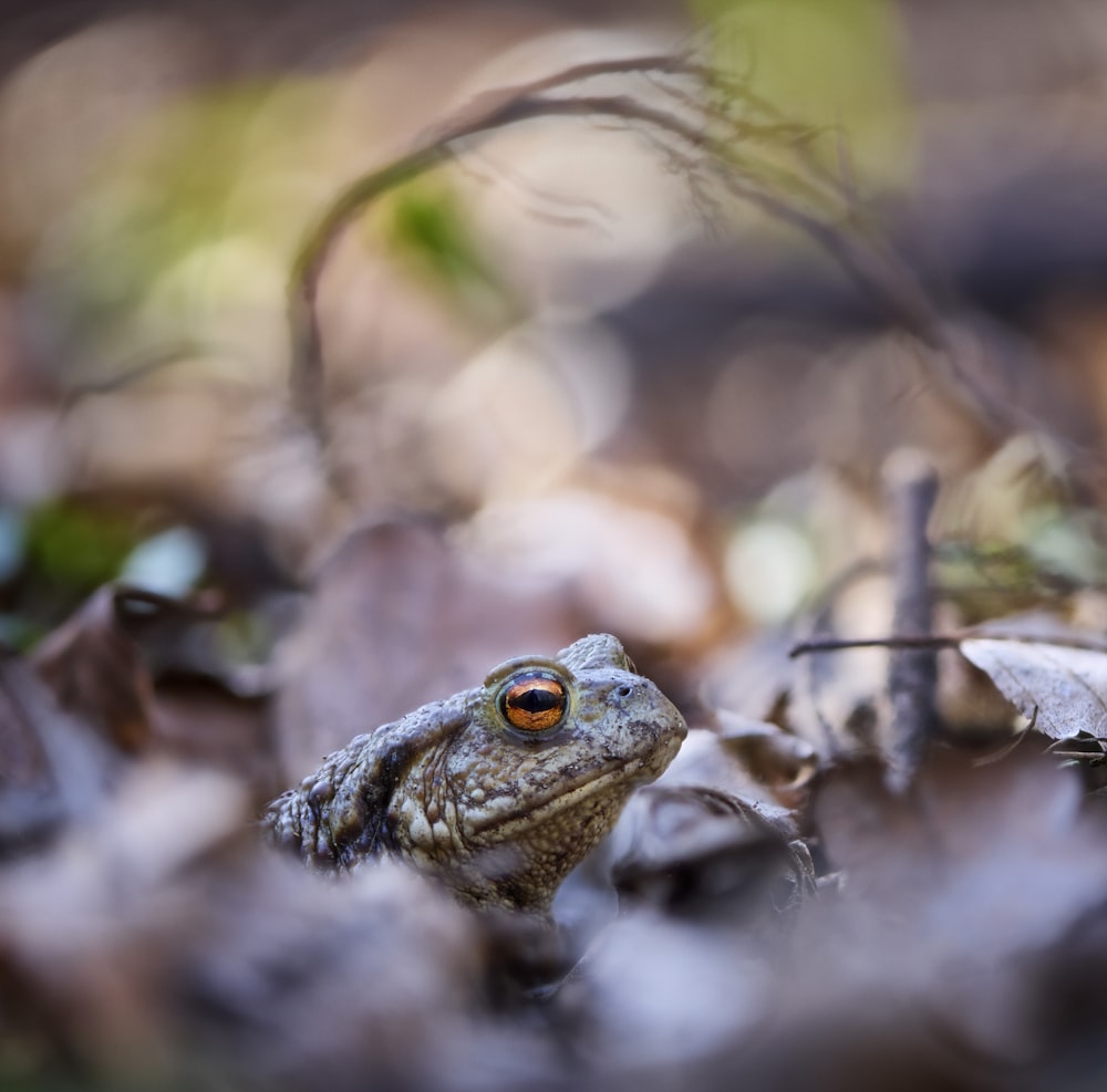 brown frog on brown dried leaves