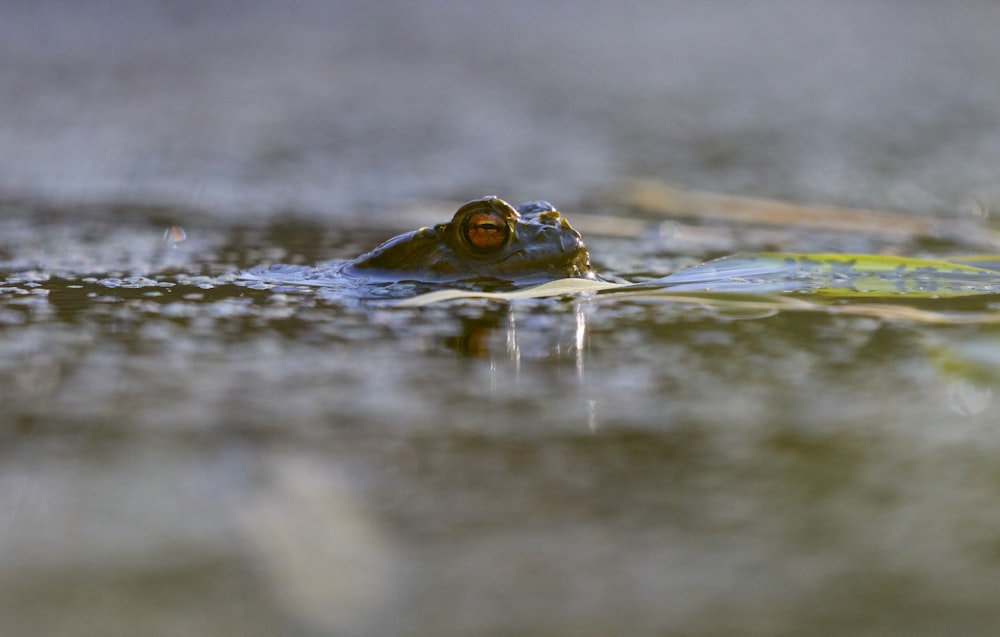 green frog on green grass