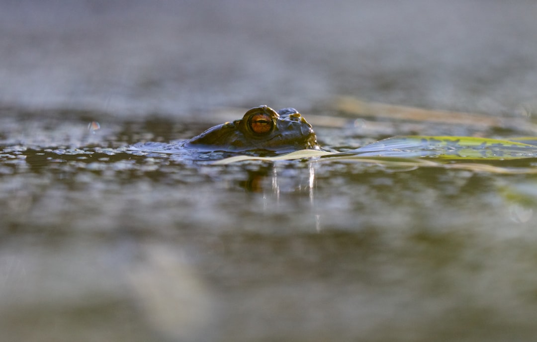 green frog on green grass