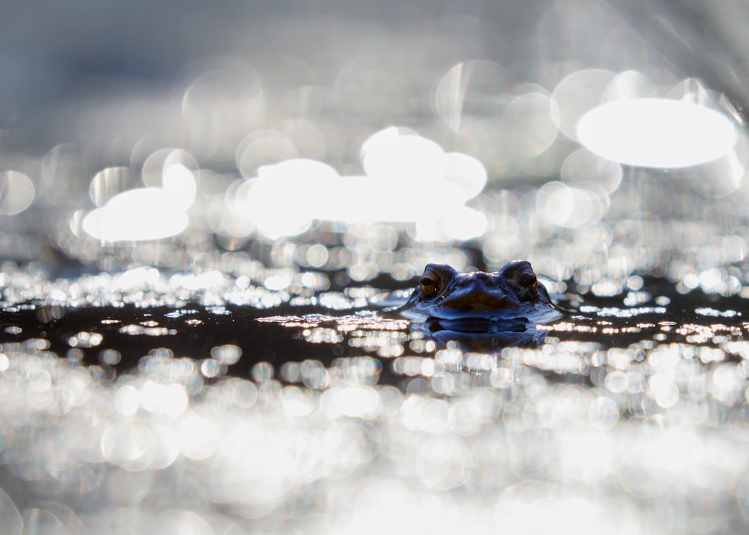 blue and white bokeh lights