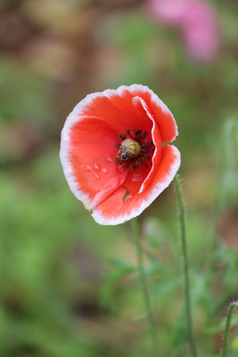 black and brown bee on pink flower