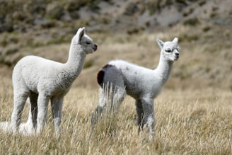 Two alpacas stand in a grassy field with a mountainous landscape in the background. Their thick, soft wool is off-white, and they appear calm and relaxed.