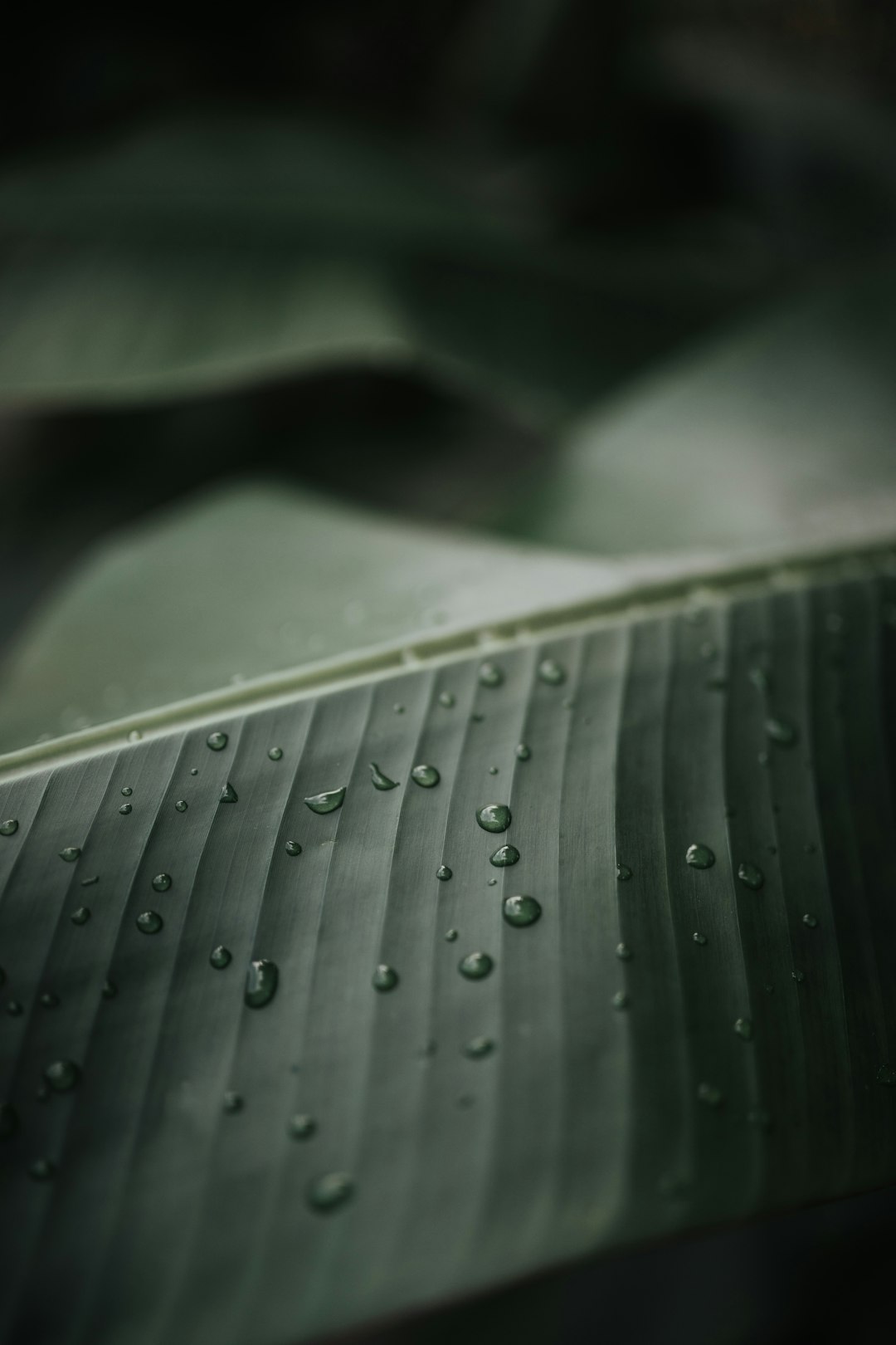 water droplets on green leaf