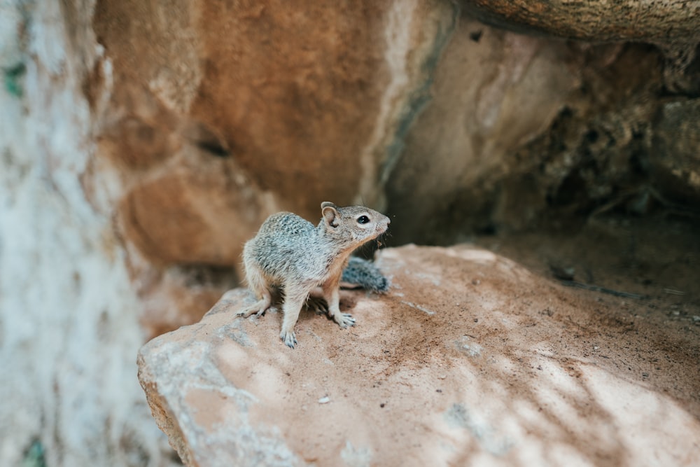 brown squirrel on brown rock