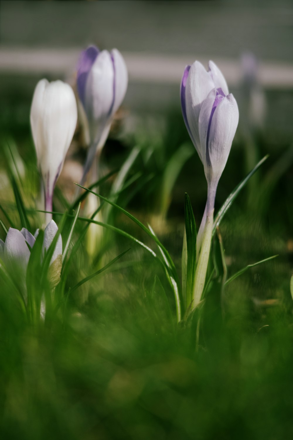 fleur blanche et violette sur herbe verte