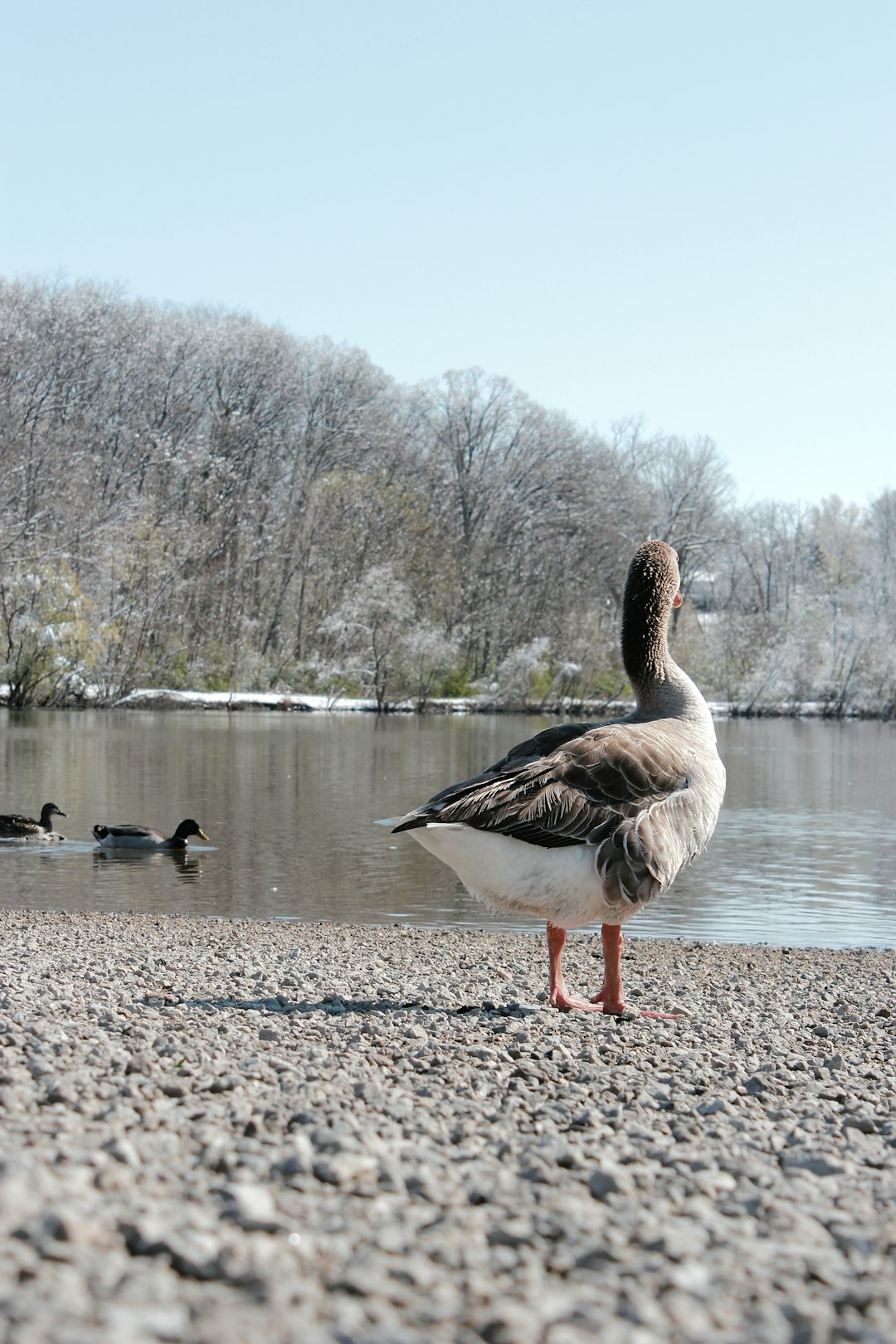 two brown and white geese on water