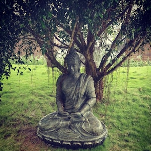A stone statue of Buddha is seated in a meditative posture under a large, leafy tree in a grassy area. The serene setting evokes tranquility and spiritual calmness.