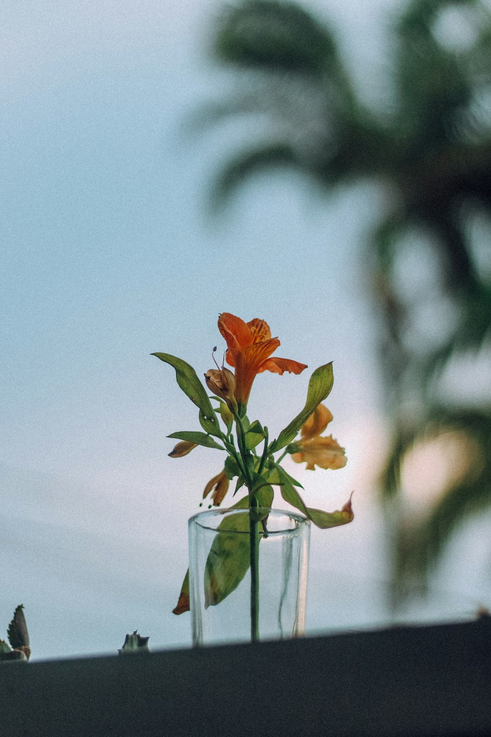 orange flower in clear glass vase