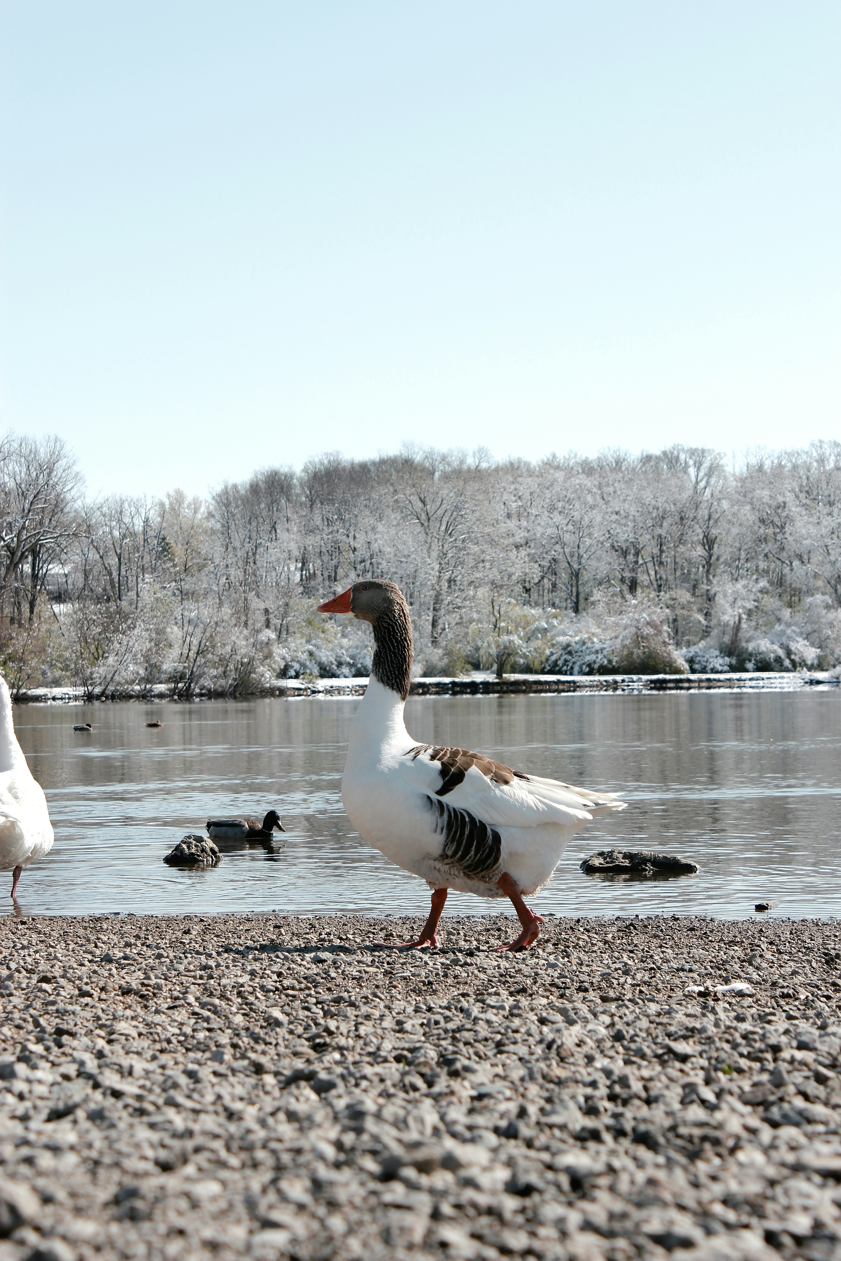 White and black duck on brown sand near body of water during daytime ...