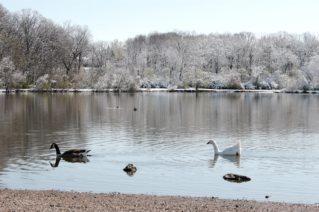 flock of geese on lake during daytime