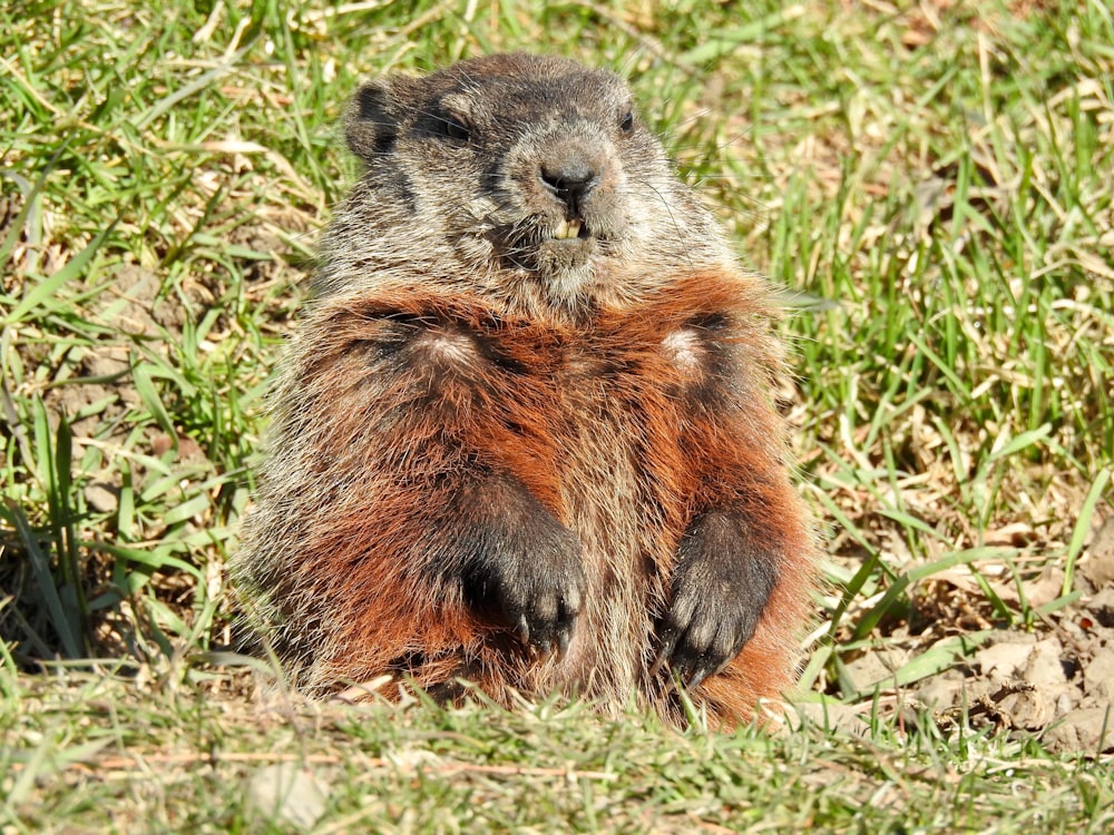 brown and black rodent on green grass during daytime