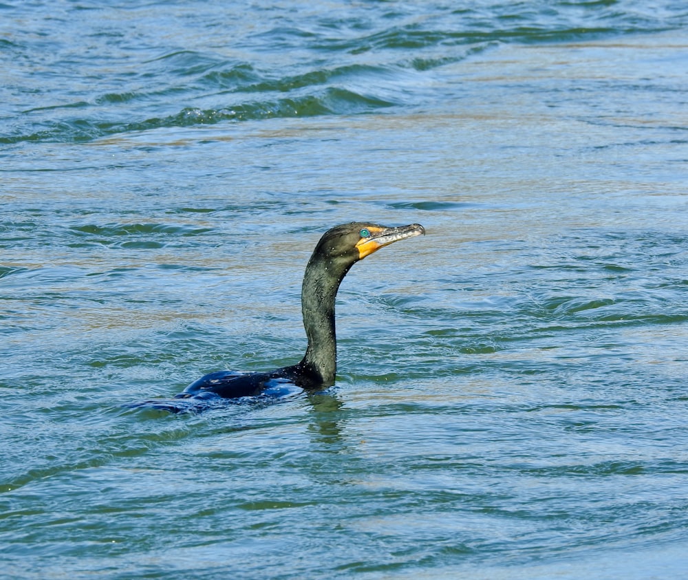 blue and yellow bird on water during daytime