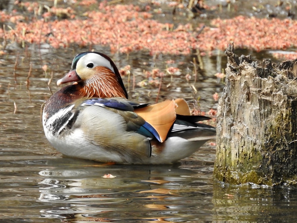 white and brown duck on water
