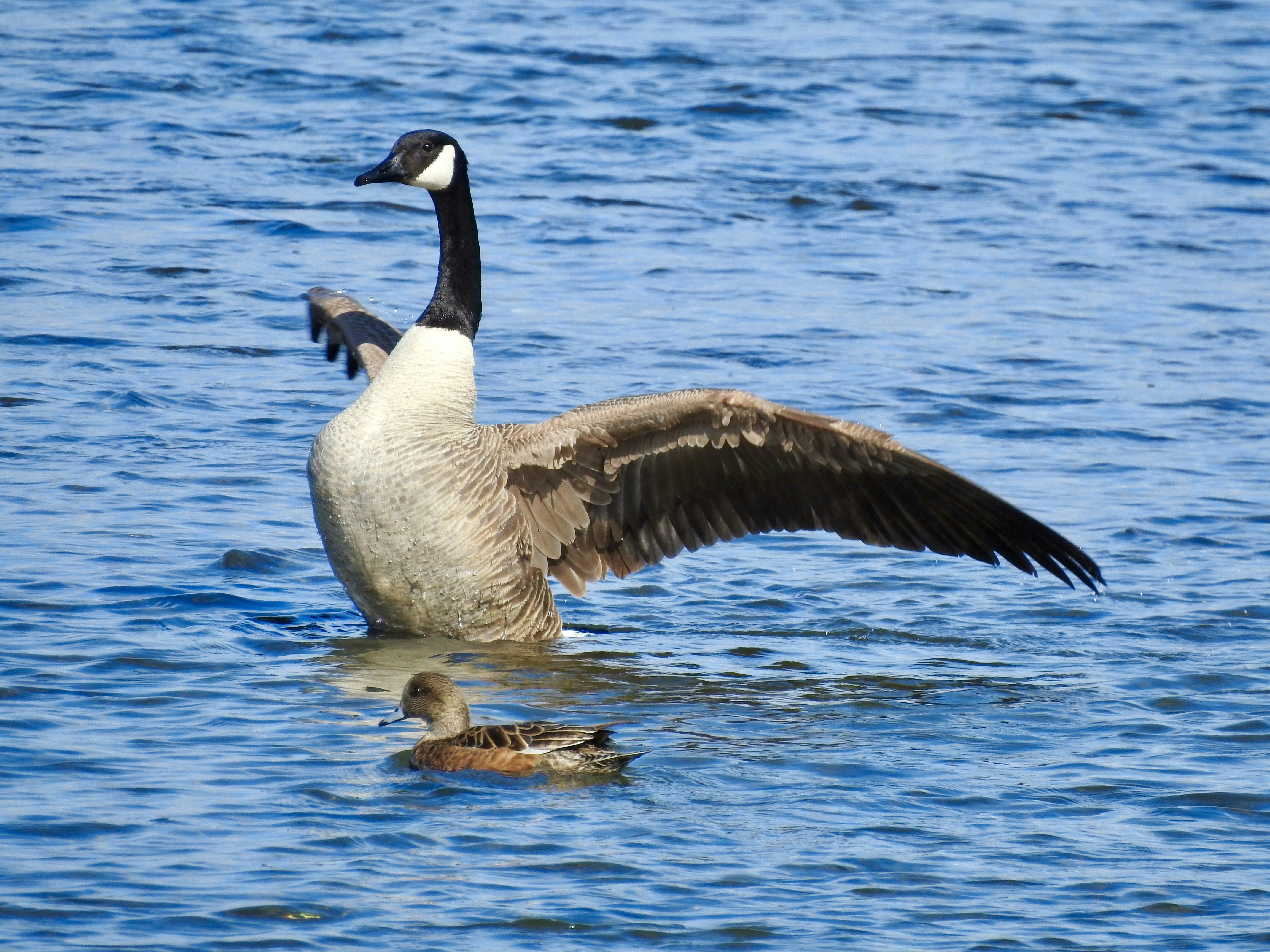 white and black duck on water during daytime