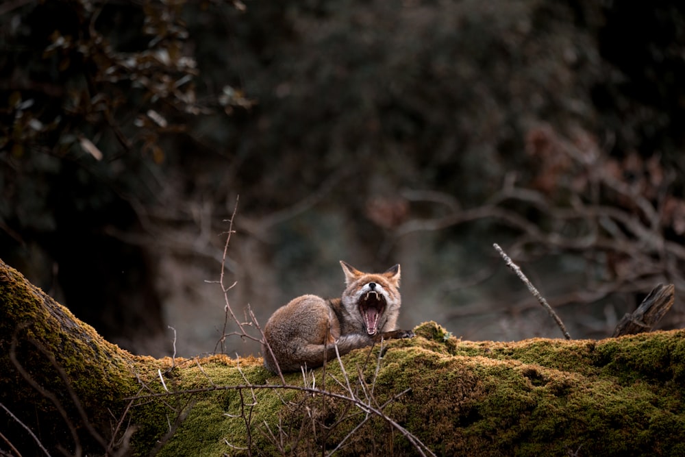 brown and white fox on green grass during daytime