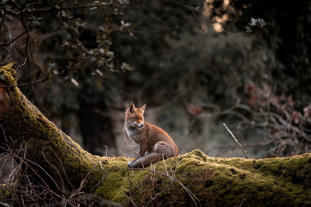 orange cat on brown rock during daytime