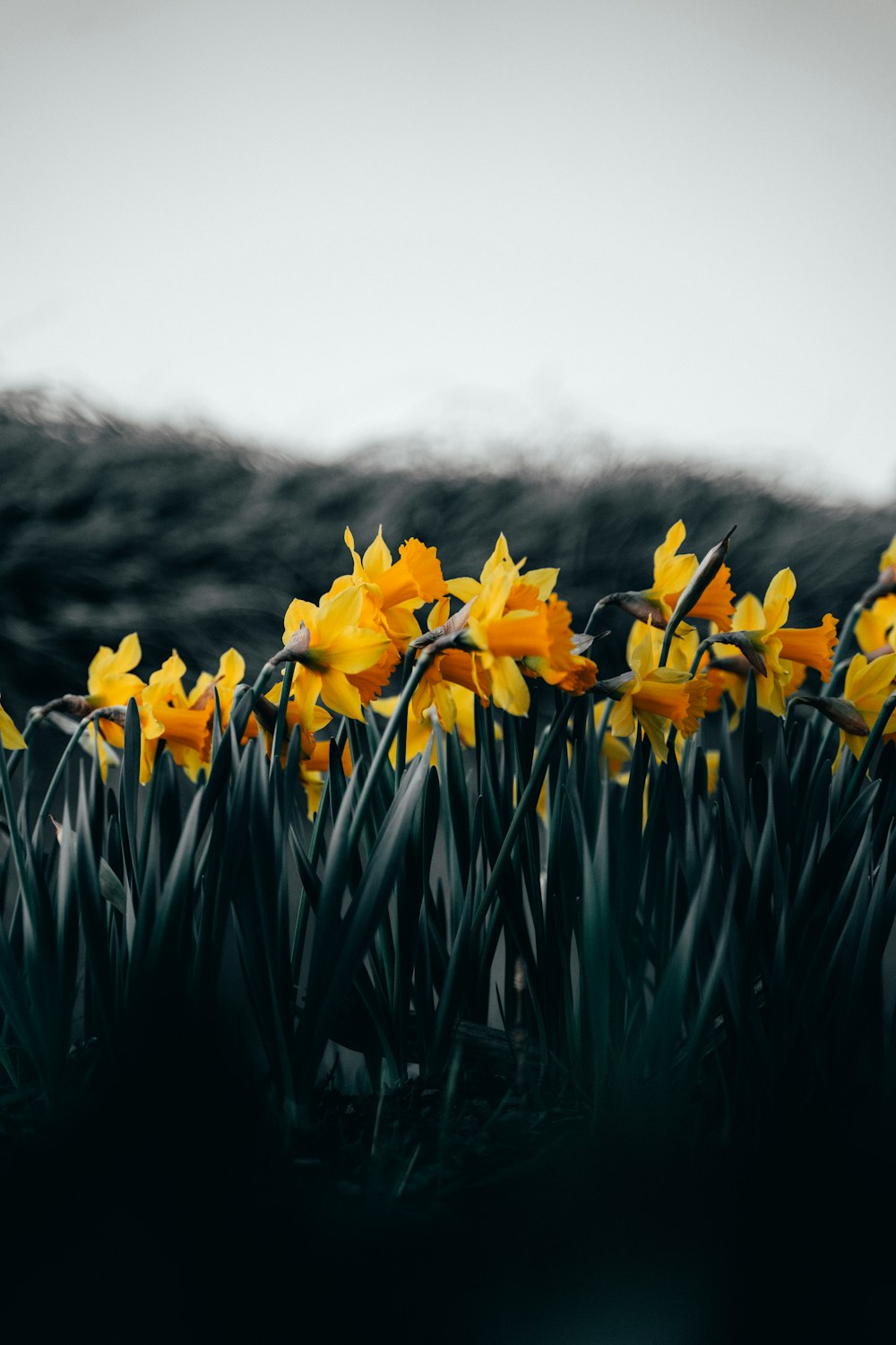 yellow flowers on green grass field