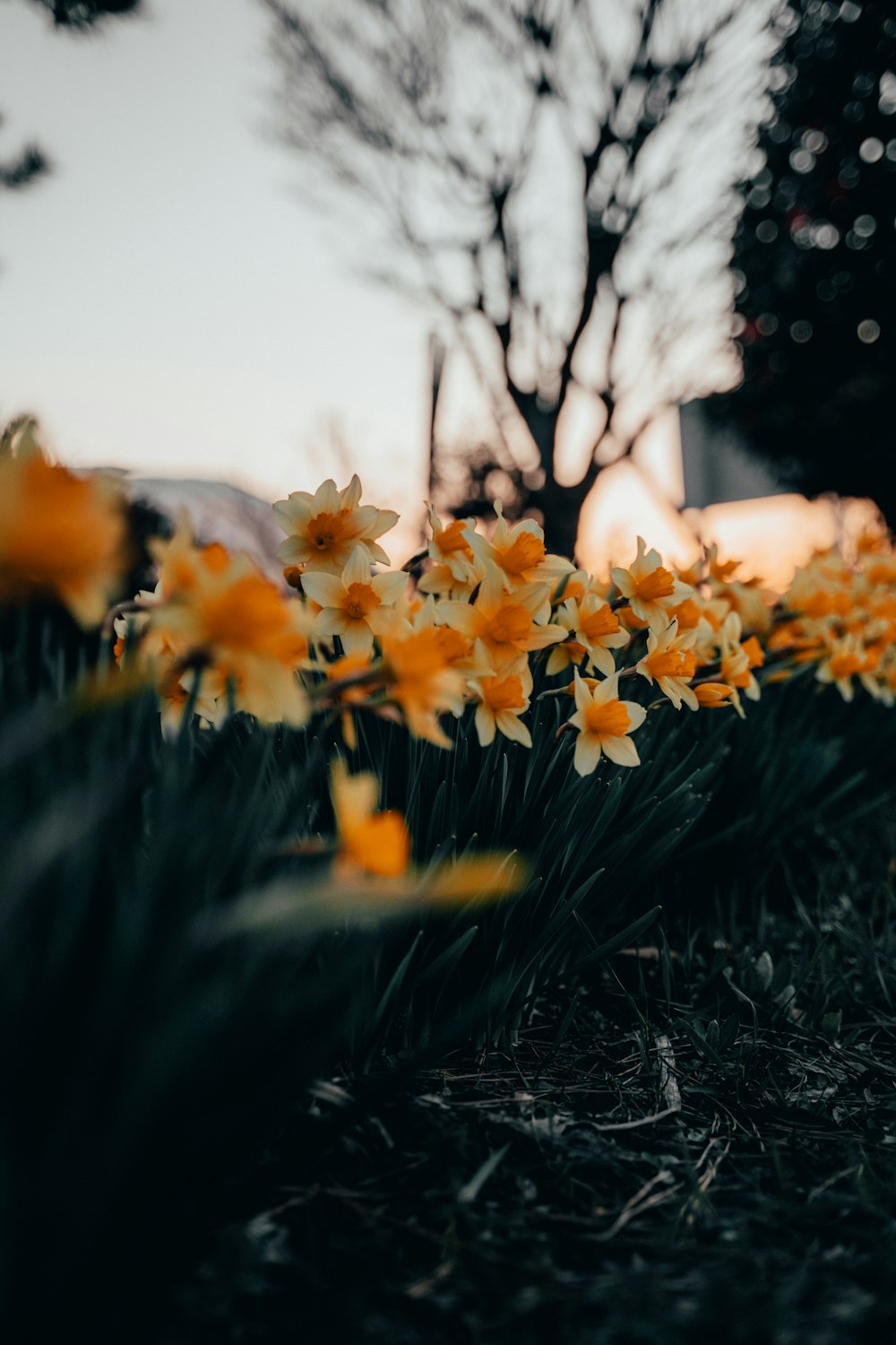 yellow flowers on green grass during daytime