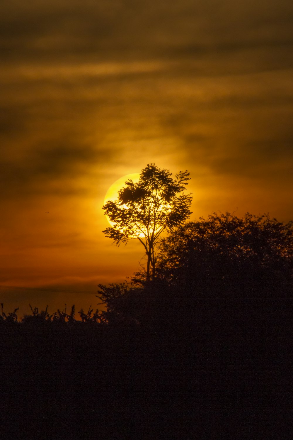 silhouette di alberi durante il tramonto