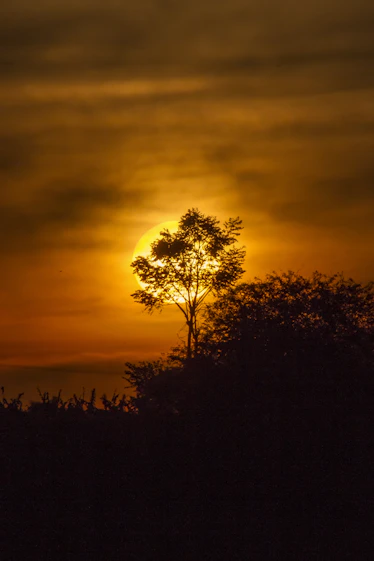 silhouette of trees during sunset