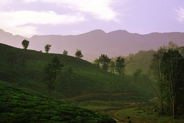 Rolling tea estate in Kerala highlands, green rows curving over hillside at dawn