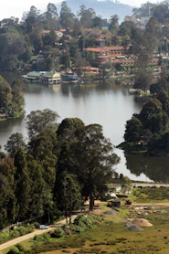 green trees near body of water during daytime