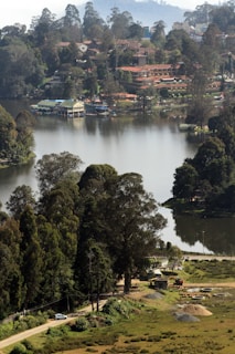 green trees near body of water during daytime