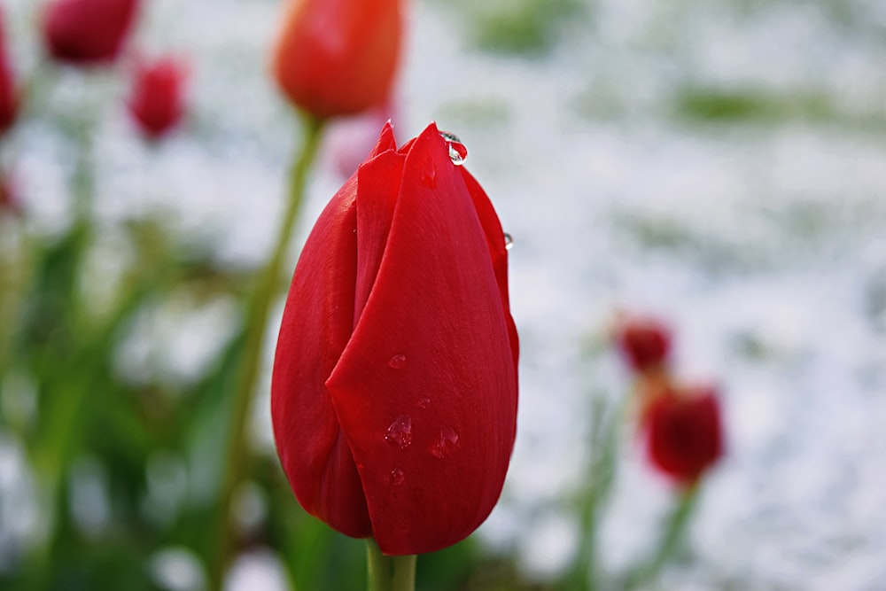 red tulip in bloom during daytime