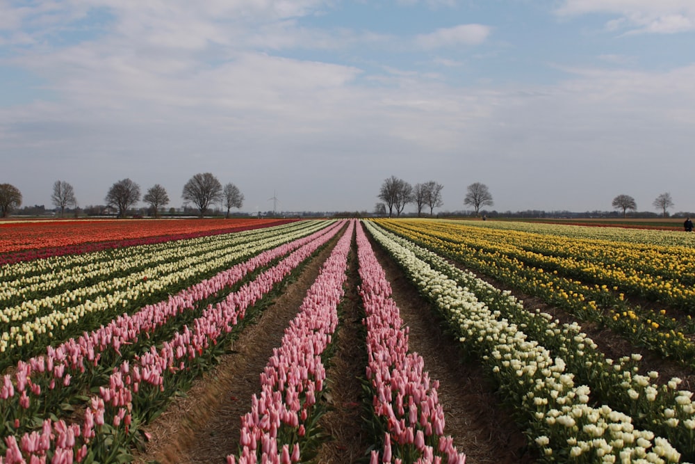 pink flower field under blue sky during daytime