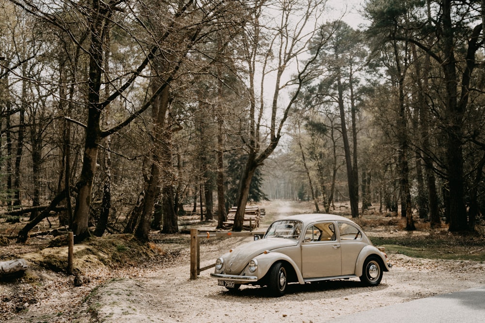 white sedan on gray dirt road in between bare trees during daytime